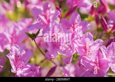 Gros plan de mauve Rhododendron yedoense - l'azalée coréenne fleurit ressort Banque D'Images