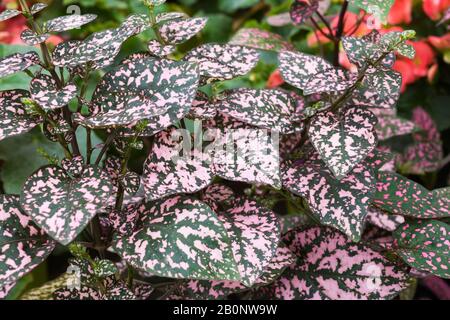 Gros plan de feuilles de plantes roses et vertes Hypoestes phyllostachya - Polka-dot en été. Banque D'Images