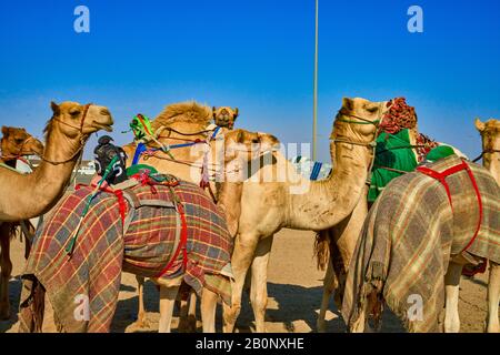 Course traditionnelle de dromaderie de chameaux à Ash-Shahaniyah au Qatar avec des robots au lieu de jockey Banque D'Images