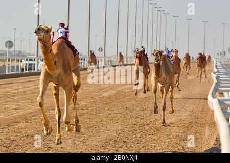 Course traditionnelle de dromaderie de chameaux à Ash-Shahaniyah au Qatar avec des robots au lieu de jockey Banque D'Images