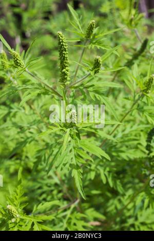 Ambrosia artemisiifolia - plante toxique de l'herbe à poux commune en été Banque D'Images