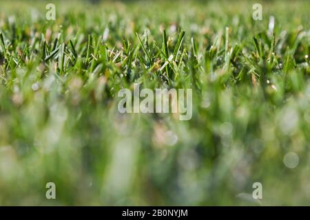 Pelouse d'herbe verte humide avec mise au point sélective sur les pales tôt le matin en automne. Banque D'Images