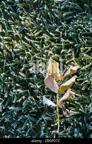 Fraxinus velutina - feuilles d'arbre de fendre de velours recouvertes de givre tôt le matin sur la pelouse d'herbe verte tôt le matin en automne. Banque D'Images