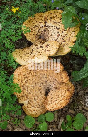 Champignons sauvages brun clair et brun clair qui poussent à la frontière du paillis au printemps. Banque D'Images