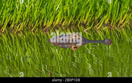 Le caïman Patrouillait dans une mer de vert dans le parc national de Pantanal au Brésil Banque D'Images