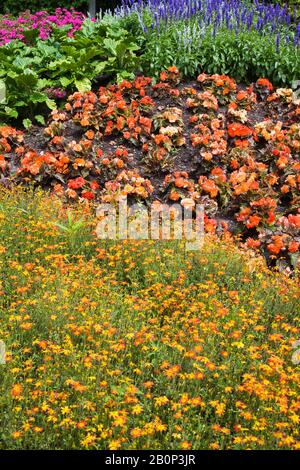 Bordure avec fleurs mixtes, y compris orange et jaune Bidens 'Campfire Fireburst', Tuberous begonia 'Nonstop Mocca Bright Orange' et Veronica 'Blue Banque D'Images