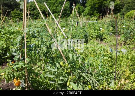 Jardin communautaire avec légumes biologiques mélangés, dont Lycopersicon esculentum - tomates en été, jardin botanique de Montréal, Québec, Canada Banque D'Images