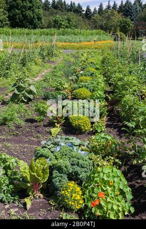 Jardin communautaire avec légumes biologiques mixtes, y compris Lactuca sativa - létuces, Brassica oleracea - Kale en été, jardin botanique de Montréal Banque D'Images