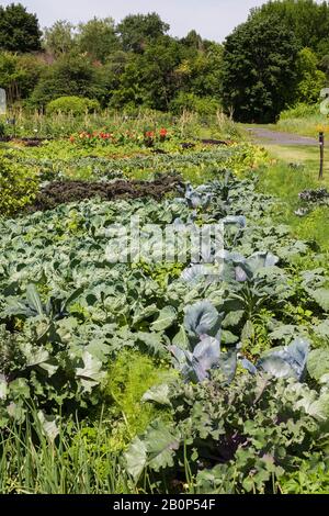 Jardin communautaire avec légumes biologiques mixtes, y compris Lactuca sativa - létuces, Brassica oleracea - Kale en été, jardin botanique de Montréal Banque D'Images