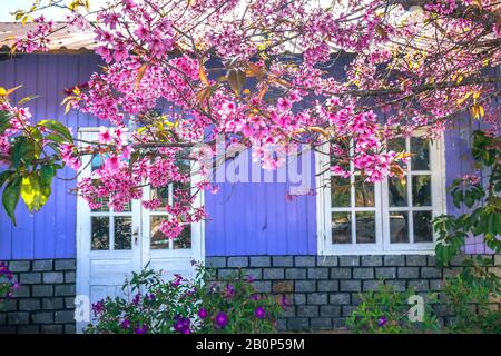 Maison violette avec cadres de porte blancs et abricot de cerise au premier plan paisible au soleil de printemps Banque D'Images