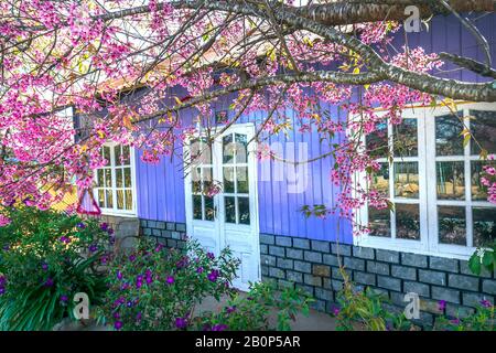 Maison violette avec cadres de porte blancs et abricot de cerise au premier plan paisible au soleil de printemps Banque D'Images