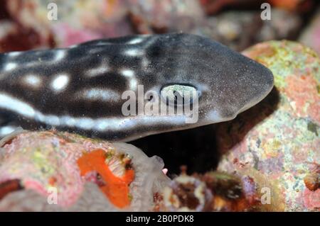 Requin-Corail, Atelomycterus Marmoratus, Parc National De Komodo, Indonésie Banque D'Images