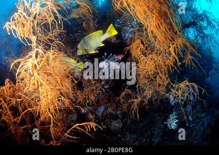 Ribbon Sweetlips, Plectorhinchus polytaenia, et lionfish commun, Pterois volitans, dans un récif de corail noir, Antipathes sp., Parc national de Komodo, Indo Banque D'Images