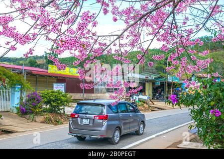 Paysage des abricots de cerisier fleuissant le long de la route au printemps matin, le fond de la circulation fusionne dans une image de la vie paisible dans la campagne de Da Lat Banque D'Images