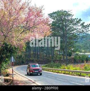 Paysage des abricots de cerisier fleuissant le long de la route au printemps matin, le fond de la circulation fusionne dans une image de la vie paisible dans la campagne de Da Lat Banque D'Images