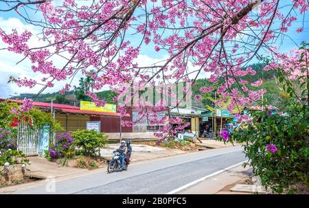 Paysage des abricots de cerisier fleuissant le long de la route au printemps matin, le fond de la circulation fusionne dans une image de la vie paisible dans la campagne de Da Lat Banque D'Images