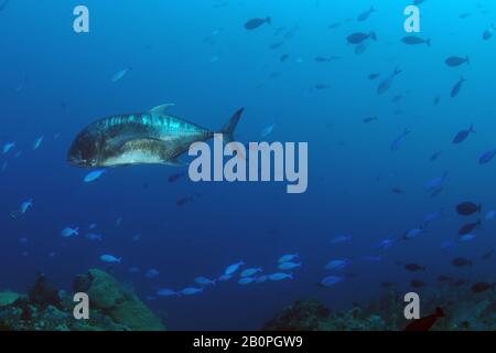 Géante, Caranx ignobilis, nage parmi les fusiliers lunaires, Caesio lunaris, Parc National de Komodo, Indonésie Banque D'Images