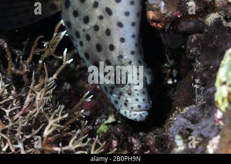 Morue de barramundi ou mérou d'humpback, Cromiletes altivelis, Parc national de Komodo, Indonésie Banque D'Images