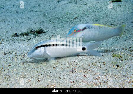 Rasse zigzag, scapularis Halichoeres et poisson-chèvre longbarbel, Parupeneus macronemus, Parc National de Komodo, Indonésie Banque D'Images