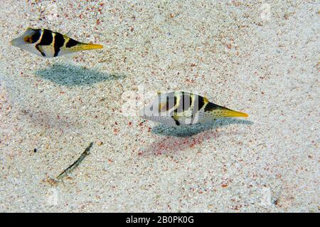 Paire de Black Saddled toby, Canthigaster valentini, Komodo National Park, Indonésie Banque D'Images