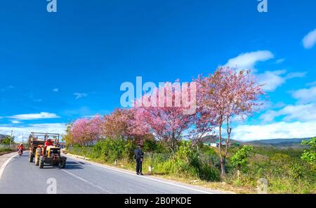 Tracteur traversant une rue de banlieue avec des rangées de cerisiers en fleurs lors d'une belle matinée de printemps à Dalat, au Vietnam Banque D'Images