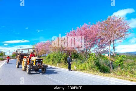 Tracteur traversant une rue de banlieue avec des rangées de cerisiers en fleurs lors d'une belle matinée de printemps à Dalat, au Vietnam Banque D'Images