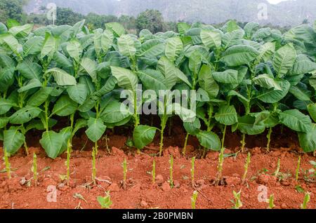 Champ de tabac dans le parc national de la vallée de Viñales Pinar del Rio Cuba Banque D'Images