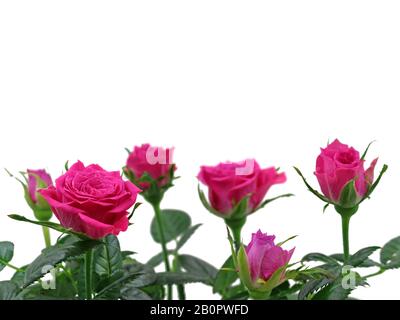 roses roses près isolées sur fond blanc avec espace de copie Banque D'Images