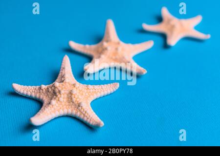 Trois étoiles de mer sur fond bleu. Mise au point sélective. Banque D'Images