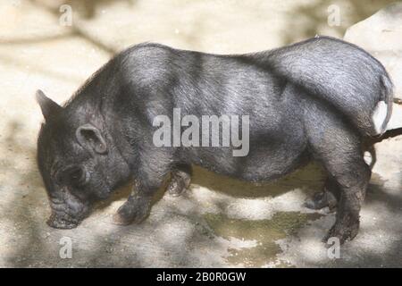 Hängebauchschwein Banque D'Images