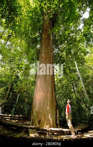 Un garde-forestier de parc national situé sous un arbre géant de l'ironwood de Bornean (Eusideroxylon zwageri) dans la réserve naturelle de Sangkima, Kalimantan oriental, Indonésie. Banque D'Images