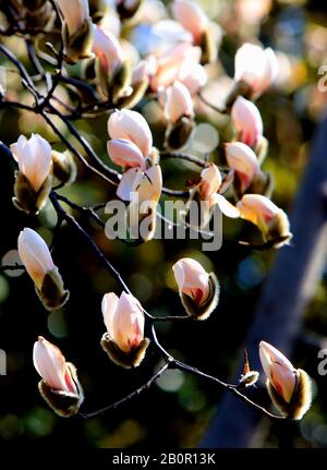 Suzhou, Suzhou, Chine. 21 février 2020. Jiangsu, CHINE-Blanc et pourpre magnolia fleurit dans une rue et au bord d'une rivière à Suzhou, dans la province du Jiangsu en Chine orientale, le 20 février 2020.Laissez une personne sentir l'arrivée du printemps. Crédit: Sipa Asia/Zuma Wire/Alay Live News Banque D'Images