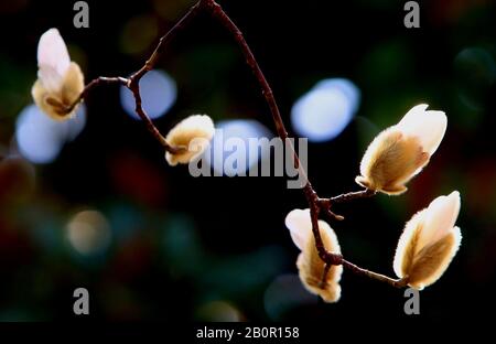 Suzhou, Suzhou, Chine. 21 février 2020. Jiangsu, CHINE-Blanc et pourpre magnolia fleurit dans une rue et au bord d'une rivière à Suzhou, dans la province du Jiangsu en Chine orientale, le 20 février 2020.Laissez une personne sentir l'arrivée du printemps. Crédit: Sipa Asia/Zuma Wire/Alay Live News Banque D'Images