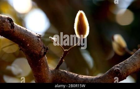 Suzhou, Suzhou, Chine. 21 février 2020. Jiangsu, CHINE-Blanc et pourpre magnolia fleurit dans une rue et au bord d'une rivière à Suzhou, dans la province du Jiangsu en Chine orientale, le 20 février 2020.Laissez une personne sentir l'arrivée du printemps. Crédit: Sipa Asia/Zuma Wire/Alay Live News Banque D'Images