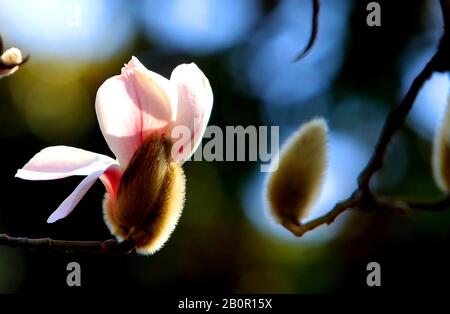 Suzhou, Suzhou, Chine. 21 février 2020. Jiangsu, CHINE-Blanc et pourpre magnolia fleurit dans une rue et au bord d'une rivière à Suzhou, dans la province du Jiangsu en Chine orientale, le 20 février 2020.Laissez une personne sentir l'arrivée du printemps. Crédit: Sipa Asia/Zuma Wire/Alay Live News Banque D'Images