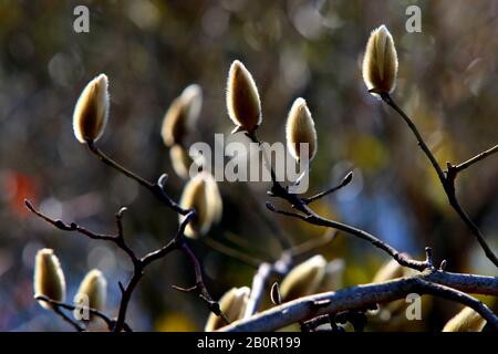 Suzhou, Suzhou, Chine. 21 février 2020. Jiangsu, CHINE-Blanc et pourpre magnolia fleurit dans une rue et au bord d'une rivière à Suzhou, dans la province du Jiangsu en Chine orientale, le 20 février 2020.Laissez une personne sentir l'arrivée du printemps. Crédit: Sipa Asia/Zuma Wire/Alay Live News Banque D'Images