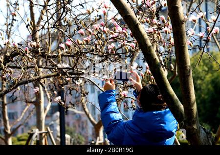 Suzhou, Suzhou, Chine. 21 février 2020. Jiangsu, CHINE-Blanc et pourpre magnolia fleurit dans une rue et au bord d'une rivière à Suzhou, dans la province du Jiangsu en Chine orientale, le 20 février 2020.Laissez une personne sentir l'arrivée du printemps. Crédit: Sipa Asia/Zuma Wire/Alay Live News Banque D'Images