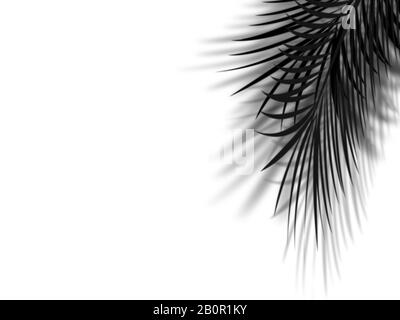 ombre des feuilles de palmier sur fond blanc vide, noir et blanc Banque D'Images