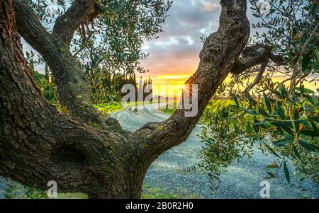 Branches et écorce d'olivier, cyprès et route de campagne en arrière-plan au coucher du soleil. Casale Marittimo. Pise, Toscane, Italie. Banque D'Images