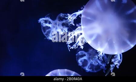 Groupe de méduses fluorescentes nageant dans la piscine de l'Aquarium. Méduses transparentes sous l'eau avec méduse labougeant dans l'eau. Aquatique et Banque D'Images