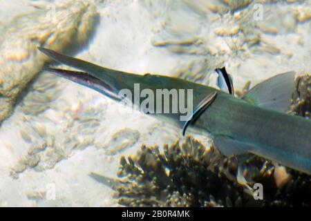 Bluespoted cornetfish, Fistularia commersonii, en cours de nettoyage par bluestreak cleaner wrasses, Labroides dimidiatus, Kapalai, Malaisie Banque D'Images