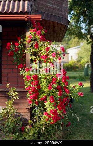 Les buissons de roses rouges près de la vieille maison rurale. Banque D'Images