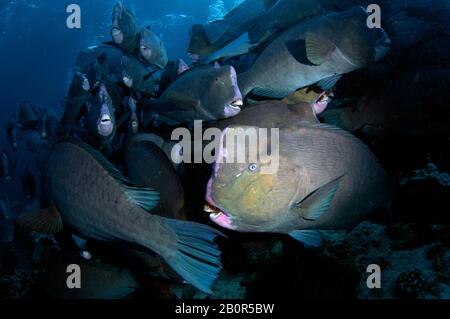L'agrégation de bumphead parrotofish, Bolbometoponon muricatum, nage dans un récif de corail de l'île de Sipadan, en Malaisie Banque D'Images