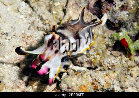 Flamboyant, Metasepia Pfefferi, Kapalai House Reef, Kapalai, Malaisie Banque D'Images