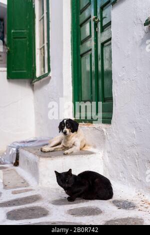 Chat et chien assis ensemble devant une ancienne maison mykonienne traditionnelle en Grèce Banque D'Images