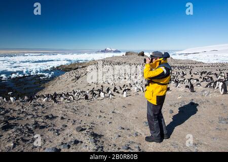 Adelie Penguins nichant sur Eden Rocks, mer de Weddell, Antarctique avec un guide polaire d'un navire de croisière d'expédition. Banque D'Images