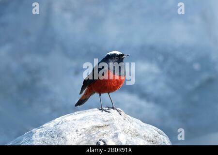 Eau blanche capping redstart, Phoenicurus leucocephalus, Chaffi, Sattal, Nainital, Uttarakhand, Inde Banque D'Images