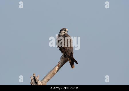 Laggar Falcon, Falco Jugger, Blackbuck National Park, Velavadar, Gujarat, Inde Banque D'Images