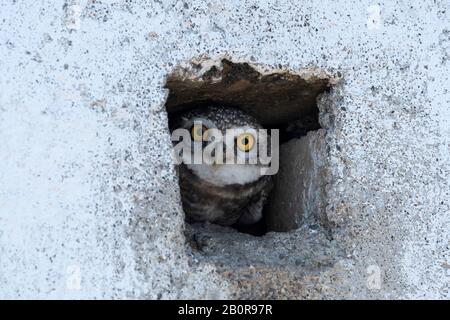 Tacheté, Athene Brama, Parc National Blackbuck, Velavadar, Gujarat, Inde Banque D'Images