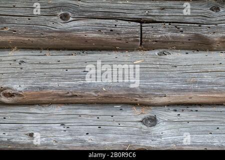 Vieil arbre. maison en bois dans les termites. texture background Banque D'Images